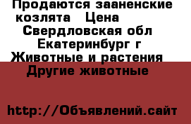 Продаются зааненские козлята › Цена ­ 5 000 - Свердловская обл., Екатеринбург г. Животные и растения » Другие животные   